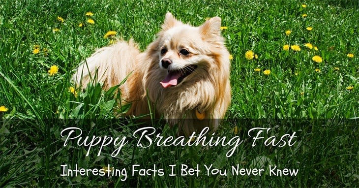 Puppy Breathing Fast - Interesting Facts I Bet You Never Knew