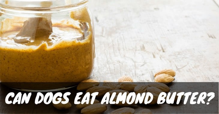 Can Dogs Eat Almond Butter? The Harsh Truth Revealed